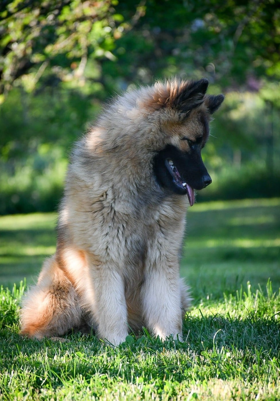 Publication : Du Monde De Gaomi