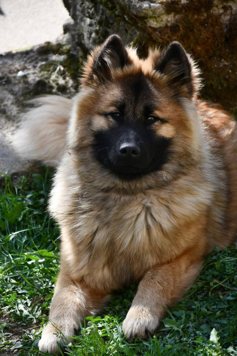 Publication : Du Monde De Gaomi