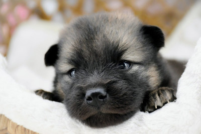 Les chiots de Eurasier