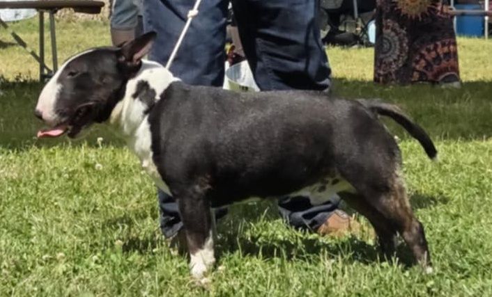 Publication : Kingston-Corbières Bt