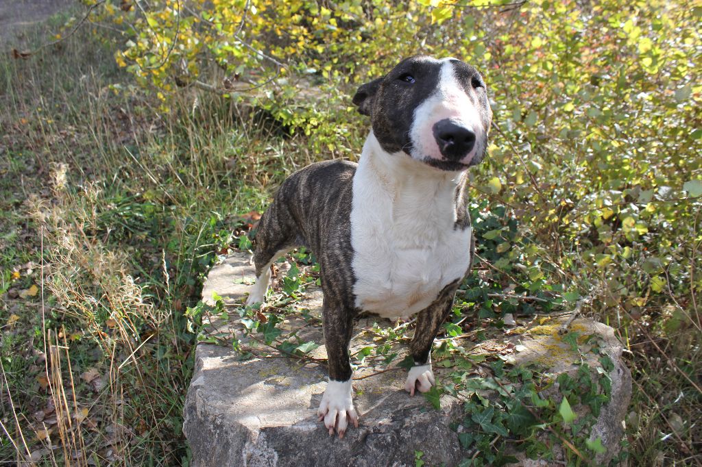 Publication : Des molosses de celebra