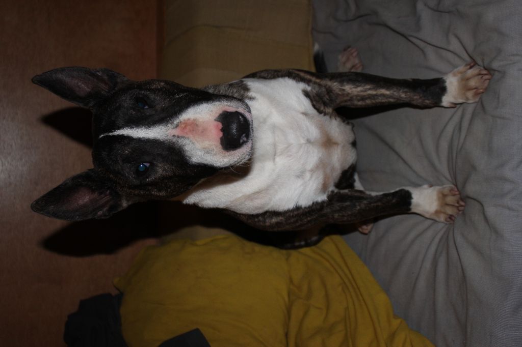 Publication : Des molosses de celebra