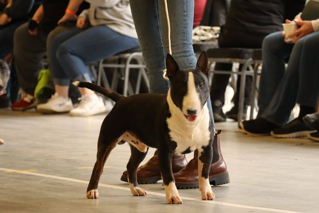 Publication : Kingston-Corbières Bt