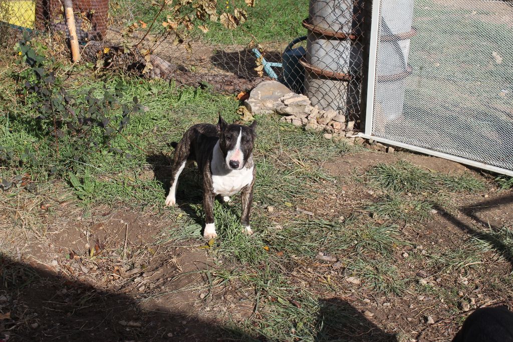 Publication : Des molosses de celebra