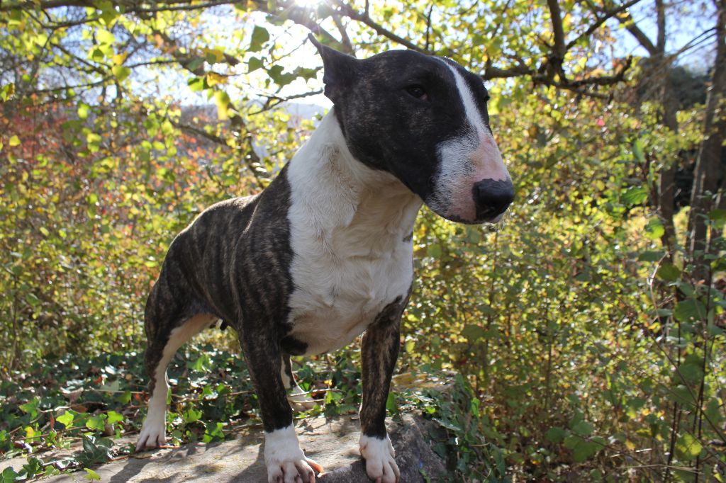 Publication : Des molosses de celebra