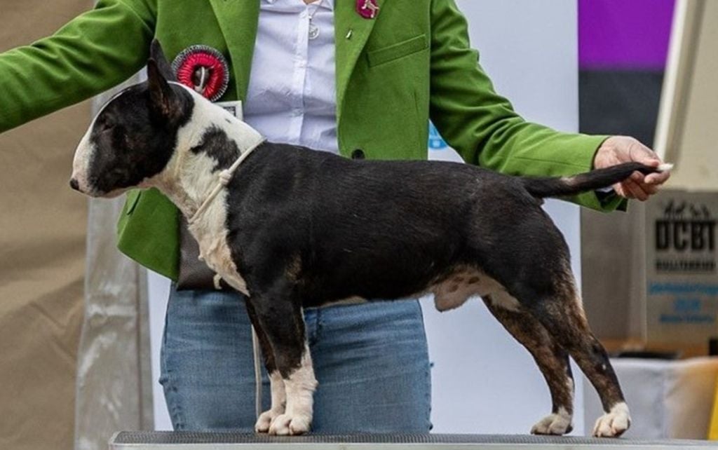 Publication : Kingston-Corbières Bt