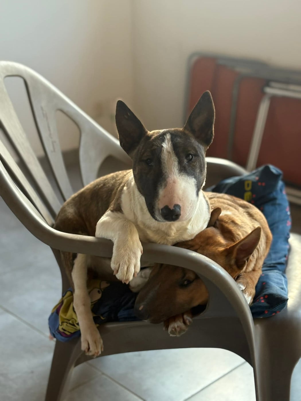 Ace - Bull Terrier Miniature