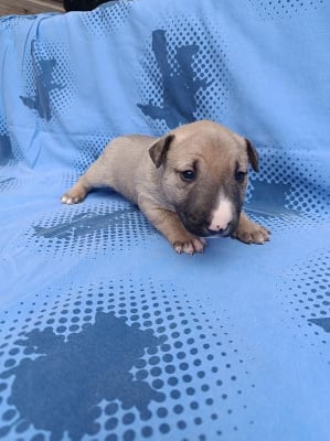 Les chiots de Bull Terrier Miniature