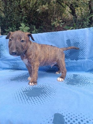 Les chiots de Bull Terrier Miniature