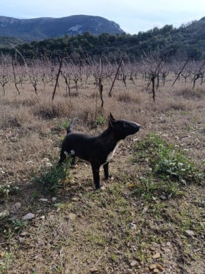 Les chiots de Bull Terrier Miniature