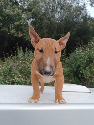Les chiots de Bull Terrier Miniature