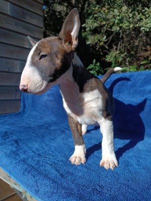 Les chiots de Bull Terrier Miniature