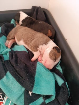 Les chiots de Bull Terrier