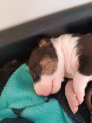 Les chiots de Bull Terrier