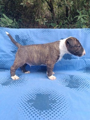 Les chiots de Bull Terrier Miniature