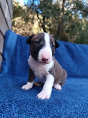 Les chiots de Bull Terrier Miniature