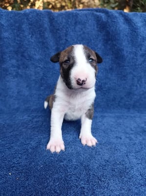 Les chiots de Bull Terrier Miniature