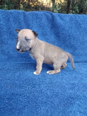 Les chiots de Bull Terrier Miniature