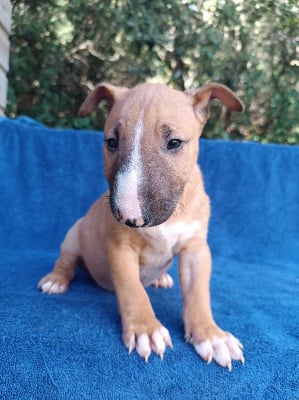 Les chiots de Bull Terrier Miniature