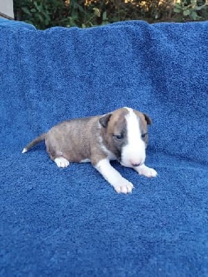 Les chiots de Bull Terrier Miniature