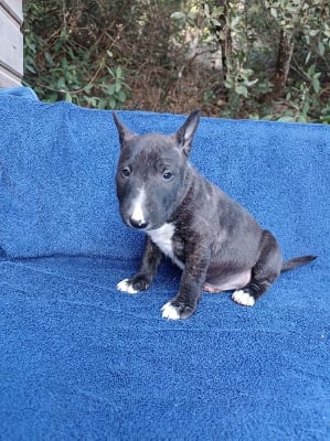 Les chiots de Bull Terrier Miniature
