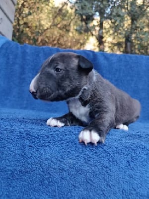 Les chiots de Bull Terrier Miniature