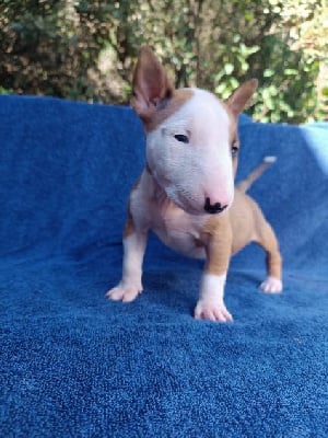 Les chiots de Bull Terrier Miniature