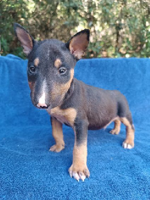 Les chiots de Bull Terrier Miniature