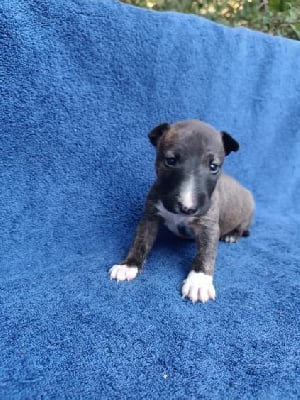 Les chiots de Bull Terrier Miniature