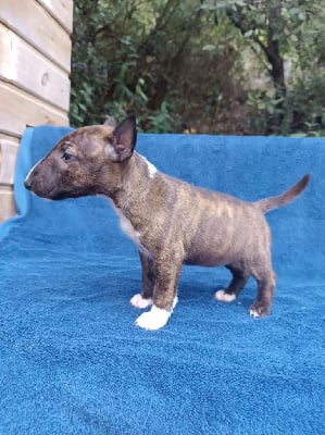Les chiots de Bull Terrier Miniature