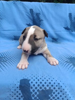 Les chiots de Bull Terrier Miniature