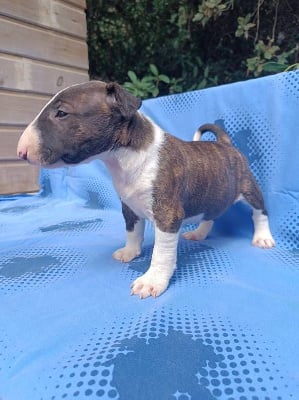 Les chiots de Bull Terrier Miniature