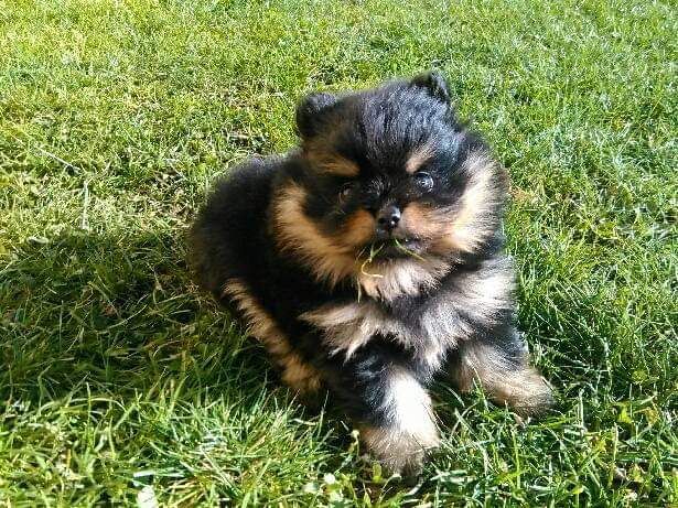 Publication : Du Domaine Des Bisounours