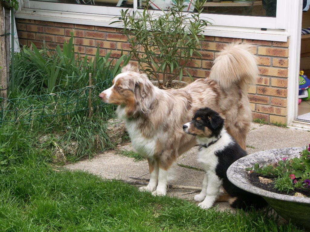 Fidjie des mazellieres