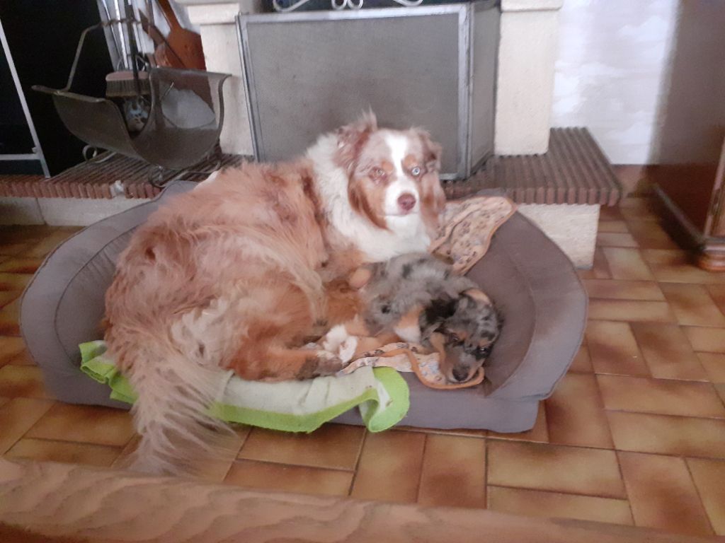 Fidjie des mazellieres