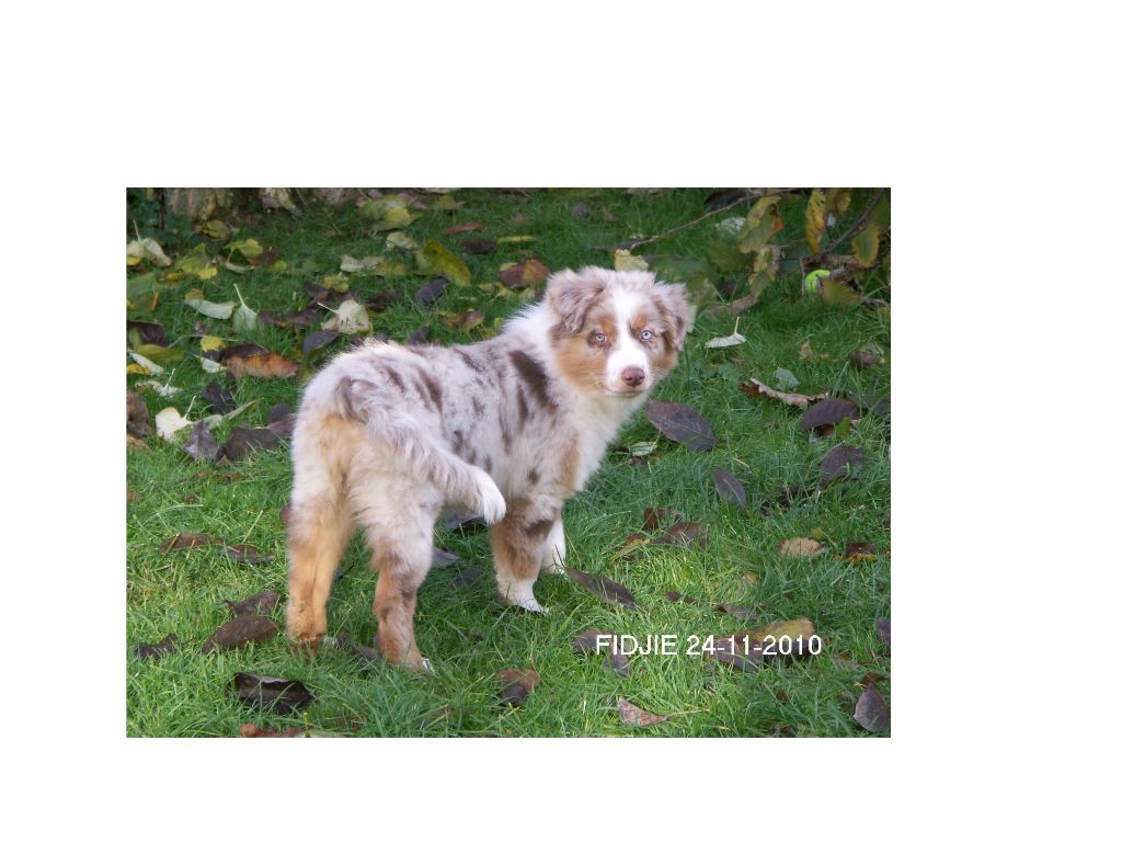 Fidjie des mazellieres