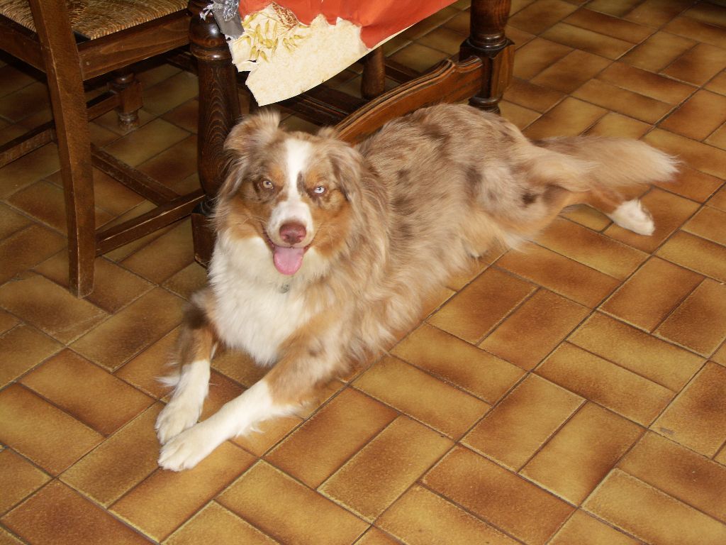 Fidjie des mazellieres