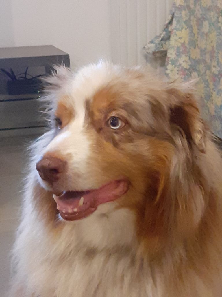 Fidjie des mazellieres