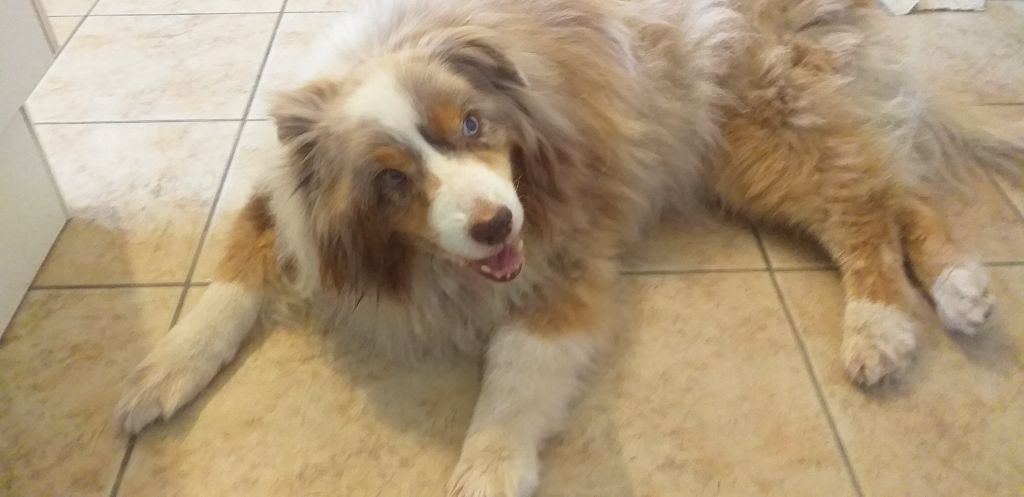 Fidjie des mazellieres