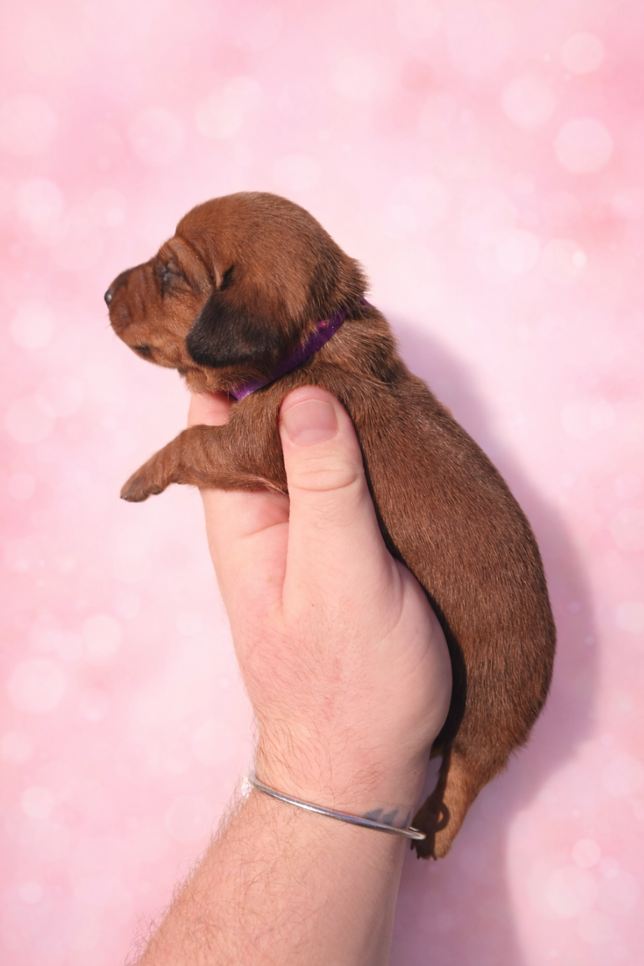 Collier violet naine