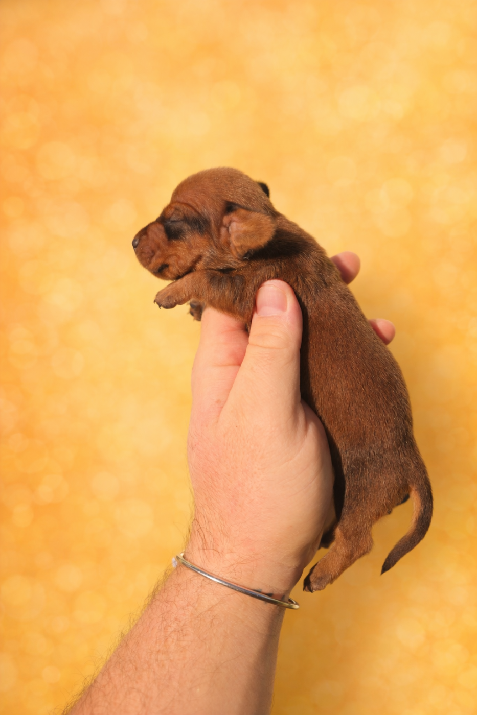 Sans collier kaninchen