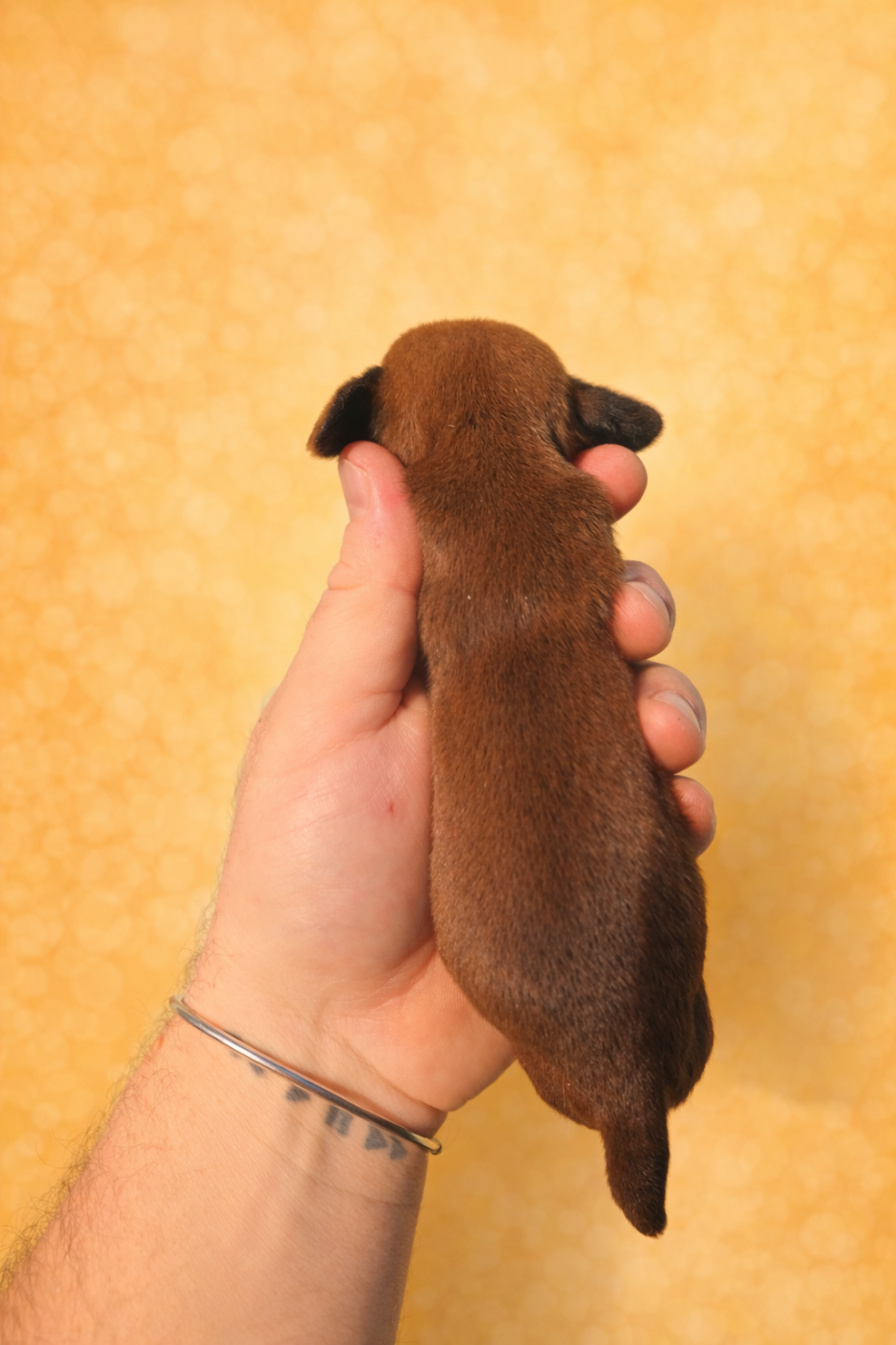 Sans collier kaninchen