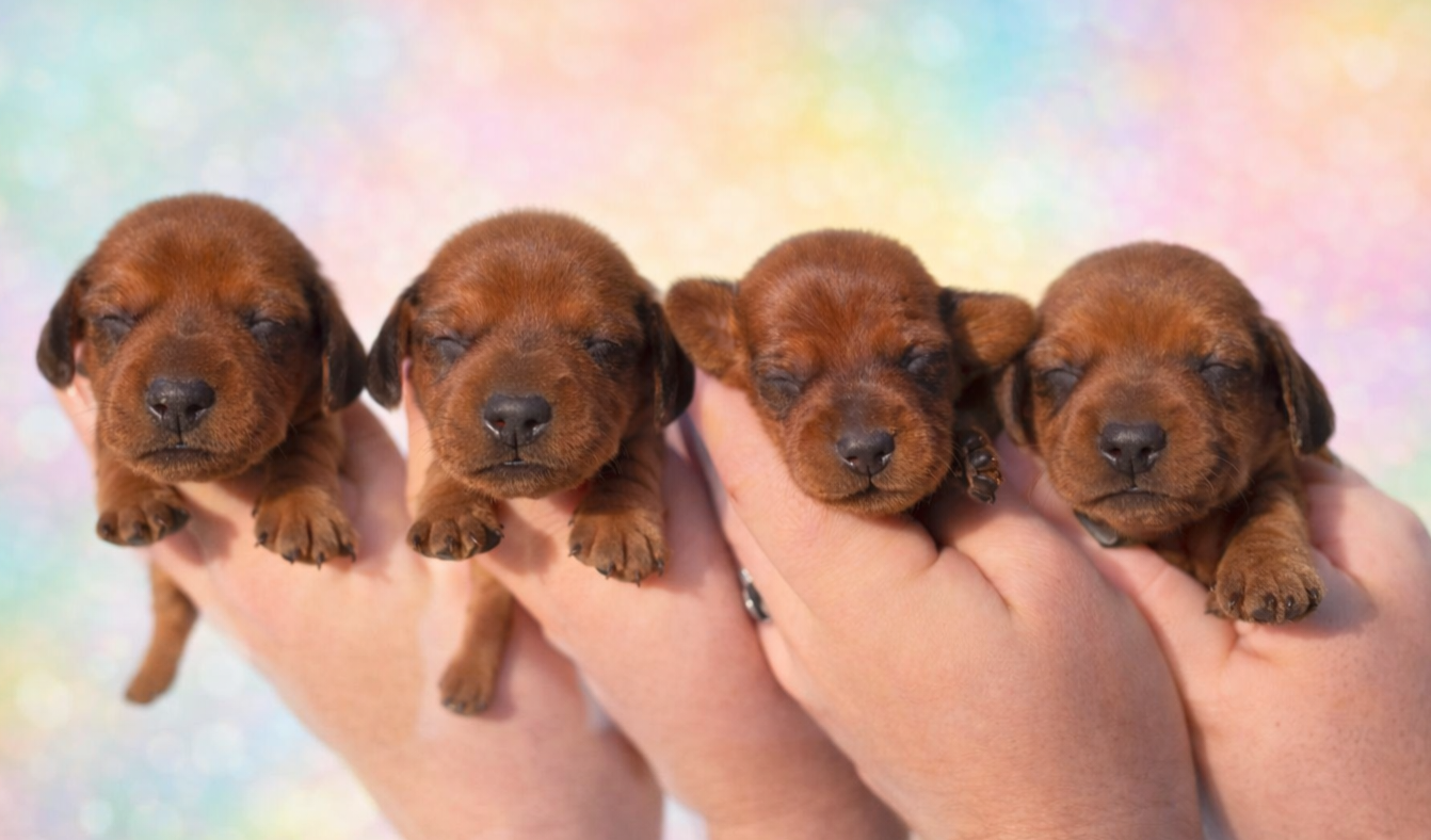 Teckel poil ras - of Mayron and Co