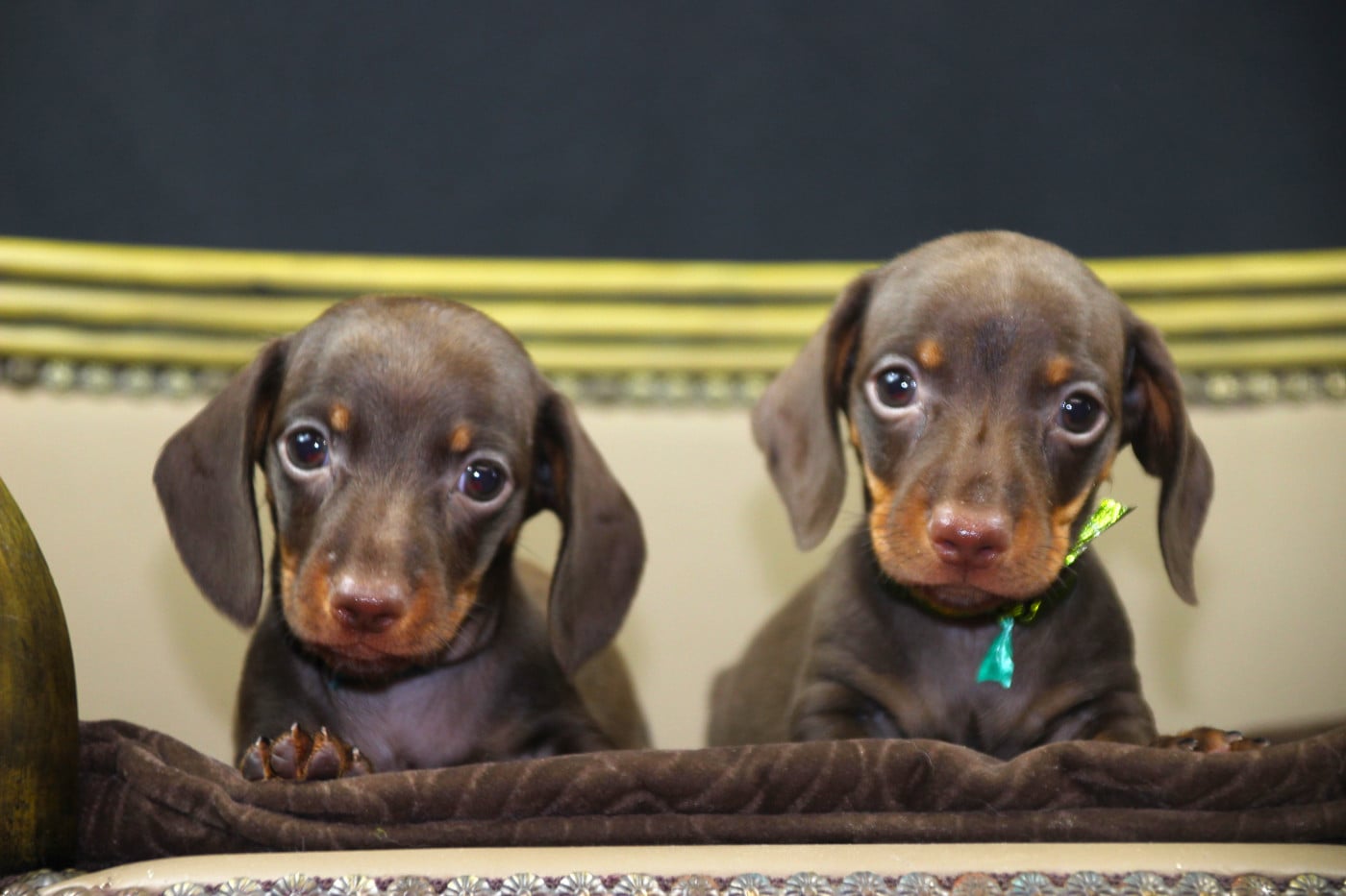 Teckel poil ras - of Mayron and Co