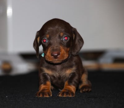 Les chiots de Teckel poil ras