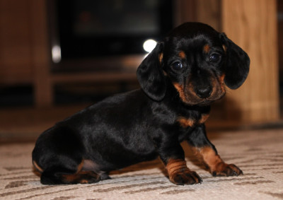 Les chiots de Teckel poil ras