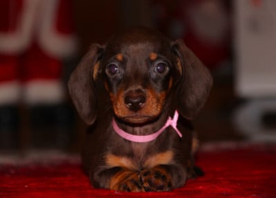 Les chiots de Teckel poil ras