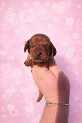 Les chiots de Teckel poil ras