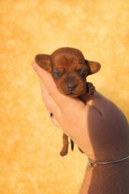 Les chiots de Teckel poil ras