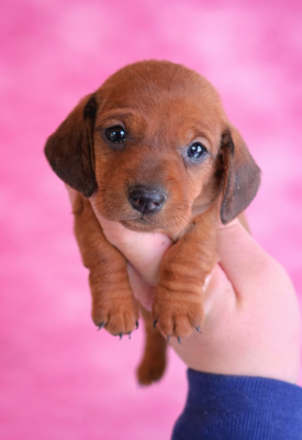 Les chiots de Teckel poil ras